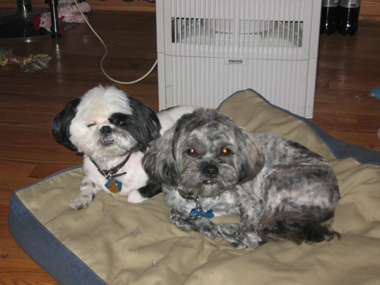 ryder and harley